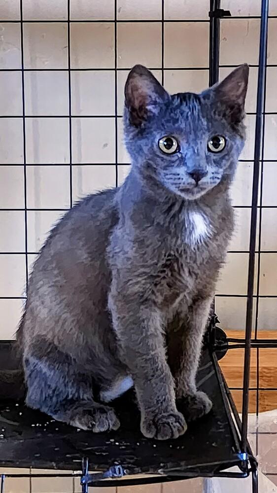 Grinch, a Adoptable Domestic Short Hair in Albuquerque, NM image 2/2