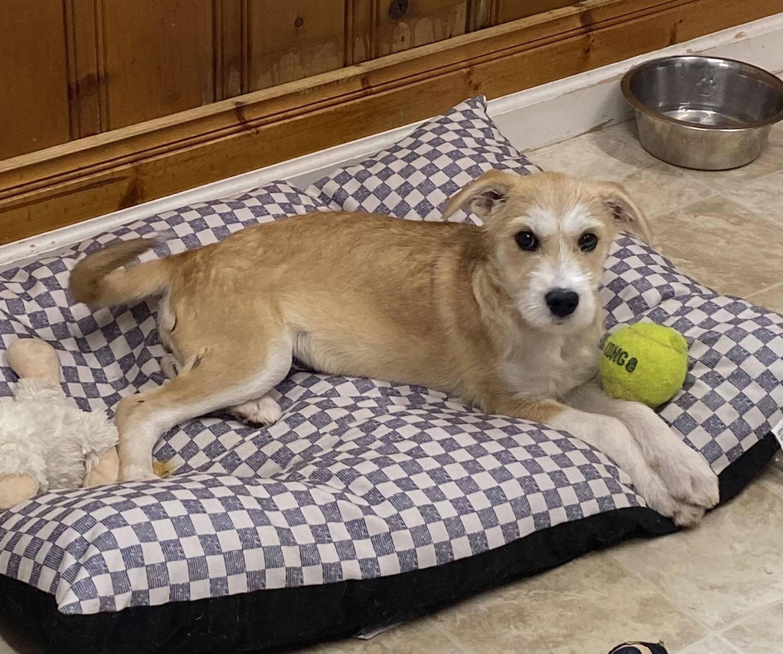 Enlarge Tippy, a Adopted mixed breed in Raleigh, NC image 1/3