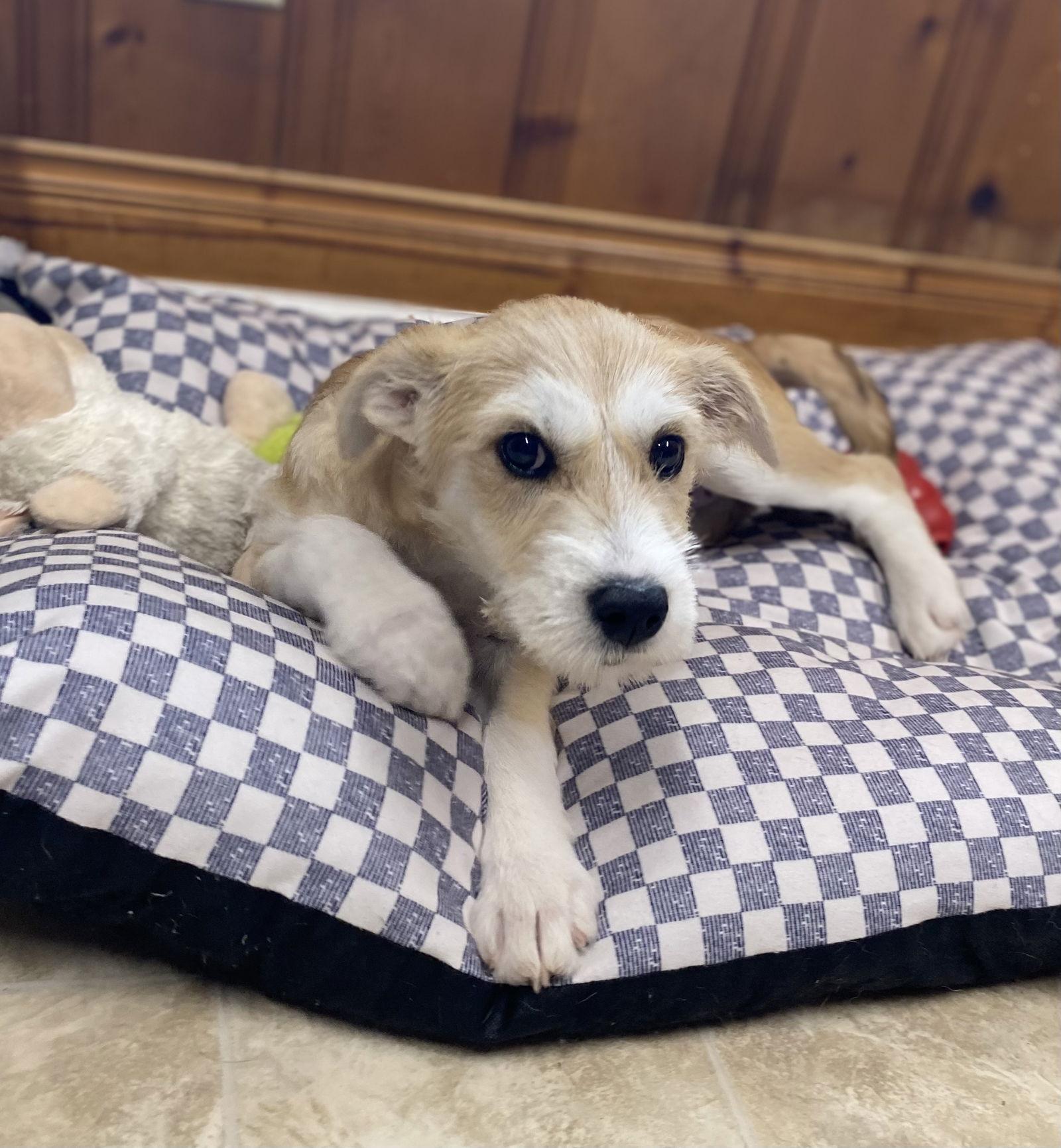 Enlarge Tippy, a Adopted mixed breed in Raleigh, NC image 2/3