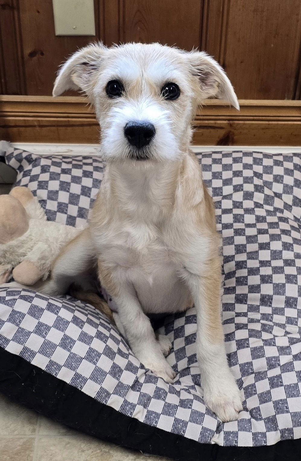 Enlarge Tippy, a Adopted mixed breed in Raleigh, NC image 3/3