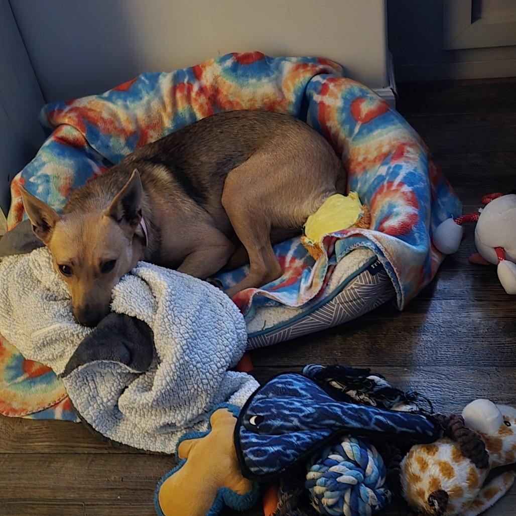 Enlarge Elide Lochan, a Adoptable Mixed Breed in Columbia, MO image 2/4