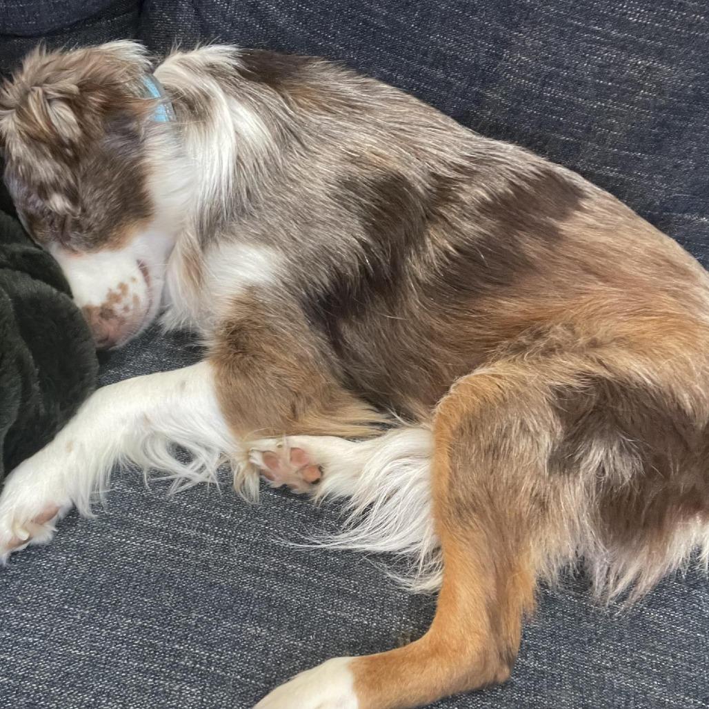 Enlarge Olive, a Adoptable Australian Shepherd in Milford, IA image 2/6