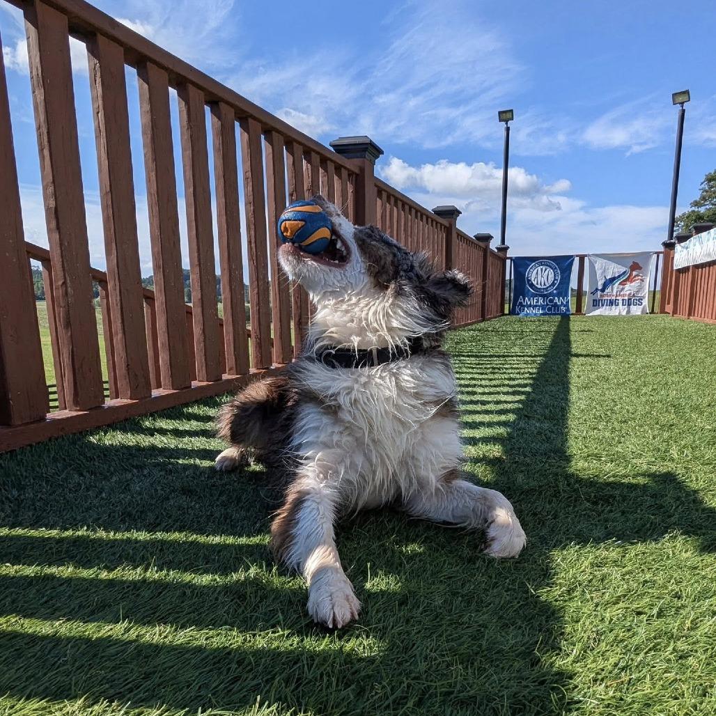 Enlarge Olive, a Adoptable Australian Shepherd in Milford, IA image 3/6