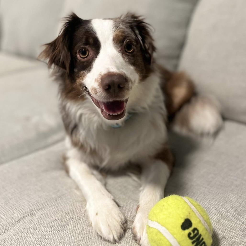 Enlarge Olive, a Adoptable Australian Shepherd in Milford, IA image 6/6