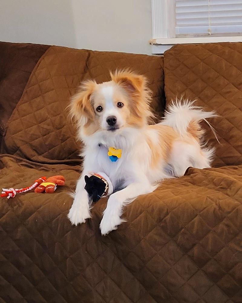 Enlarge Gracie Jade, a Adoptable mixed breed in Elkhart , IN image 1/6