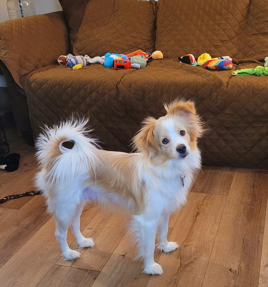 Enlarge Gracie Jade, a Adoptable mixed breed in Elkhart , IN image 2/6