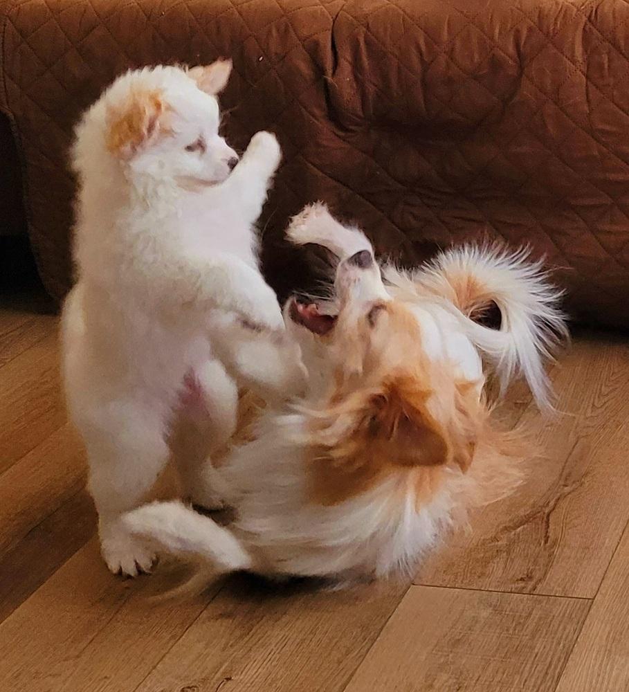 Enlarge Gracie Jade, a Adoptable mixed breed in Elkhart , IN image 4/6