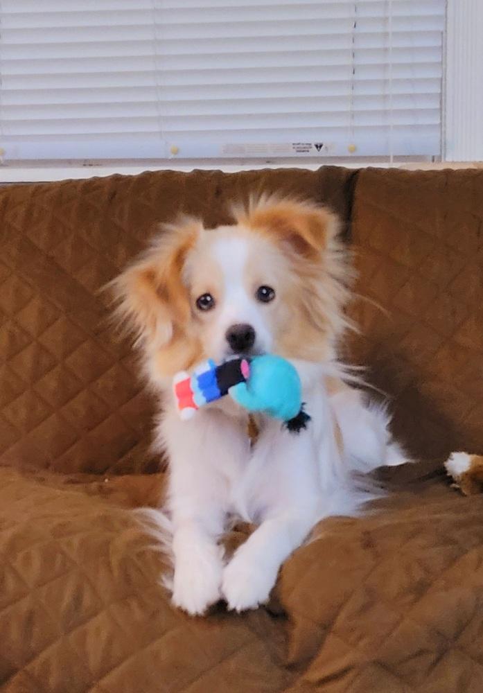 Enlarge Gracie Jade, a Adoptable mixed breed in Elkhart , IN image 5/6