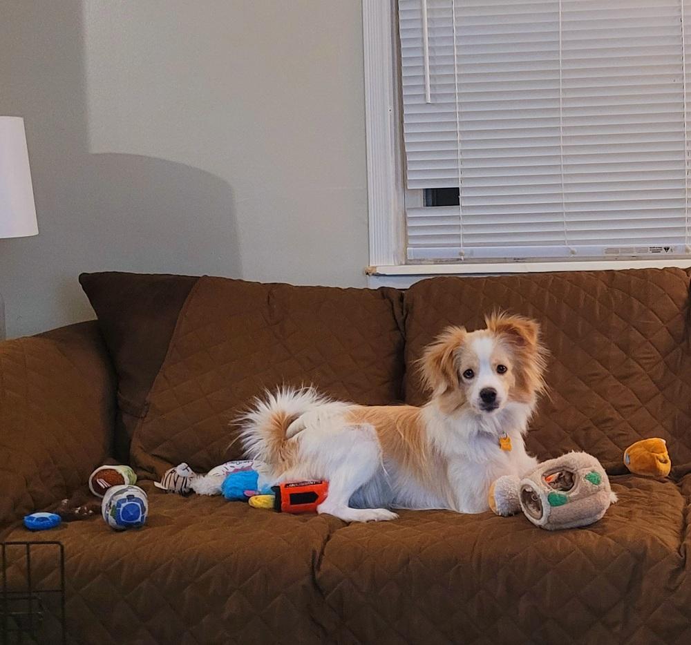 Enlarge Gracie Jade, a Adoptable mixed breed in Elkhart , IN image 6/6