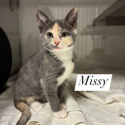 Missy, Adoptable, Kitten Female Domestic Short Hair & Domestic Short Hair.