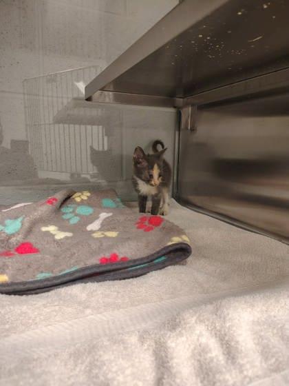 Enlarge Missy, a Adoptable mixed breed in Gastonia, NC image 2/2