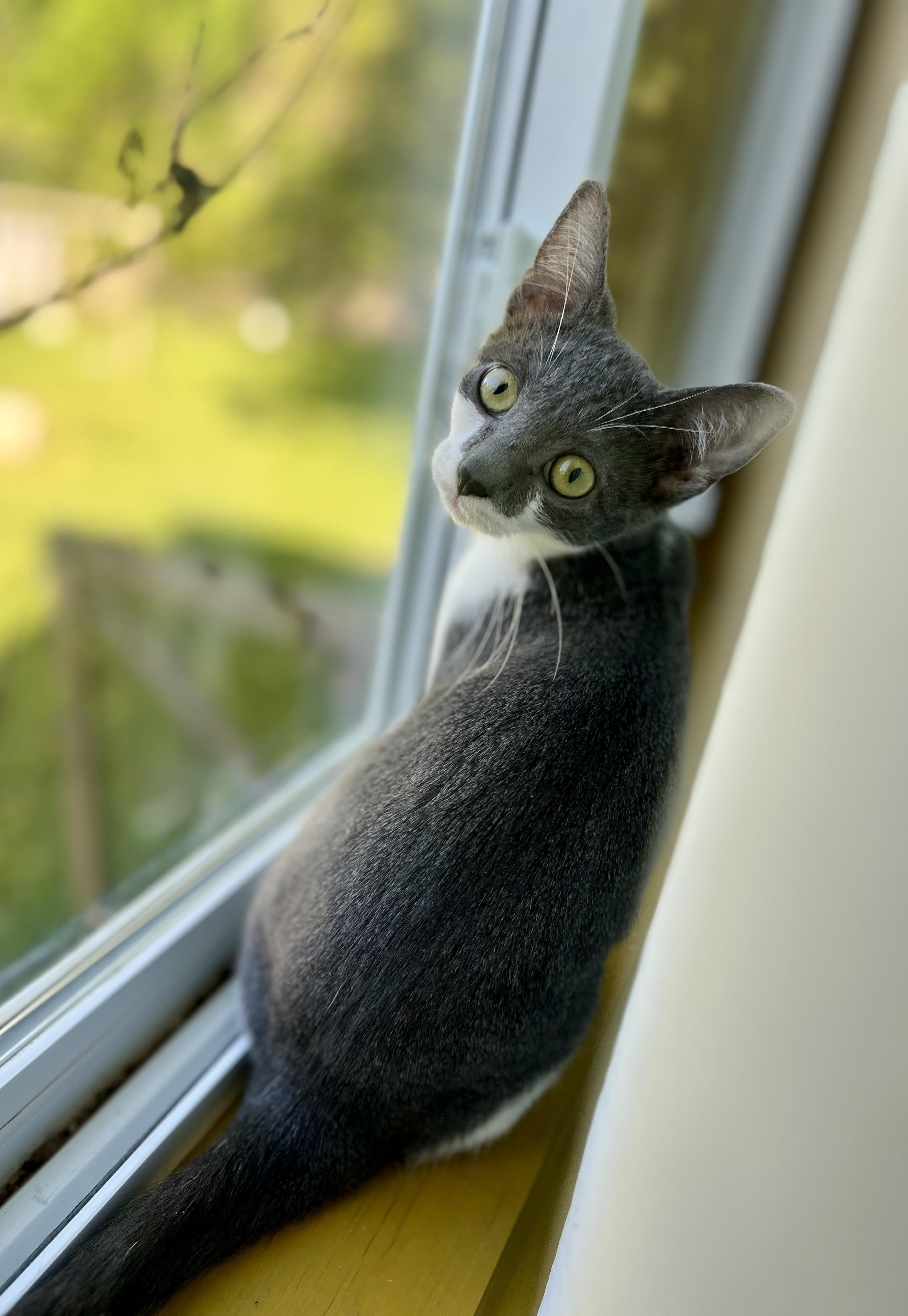 Enlarge Okra, a Adoptable Domestic Short Hair in Rixeyville, VA image 3/3