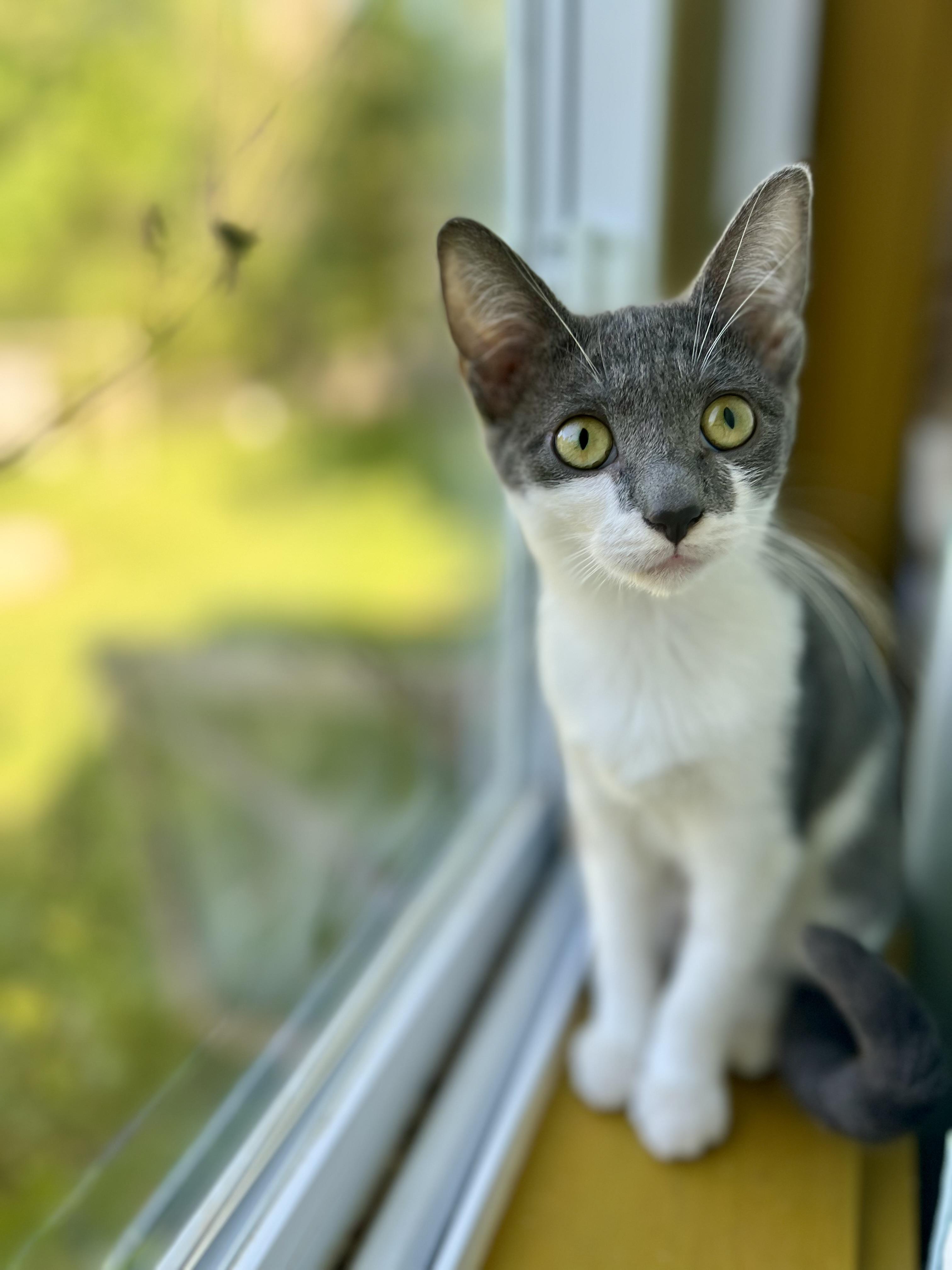 Okra, Adoptable, Kitten Female Domestic Short Hair.