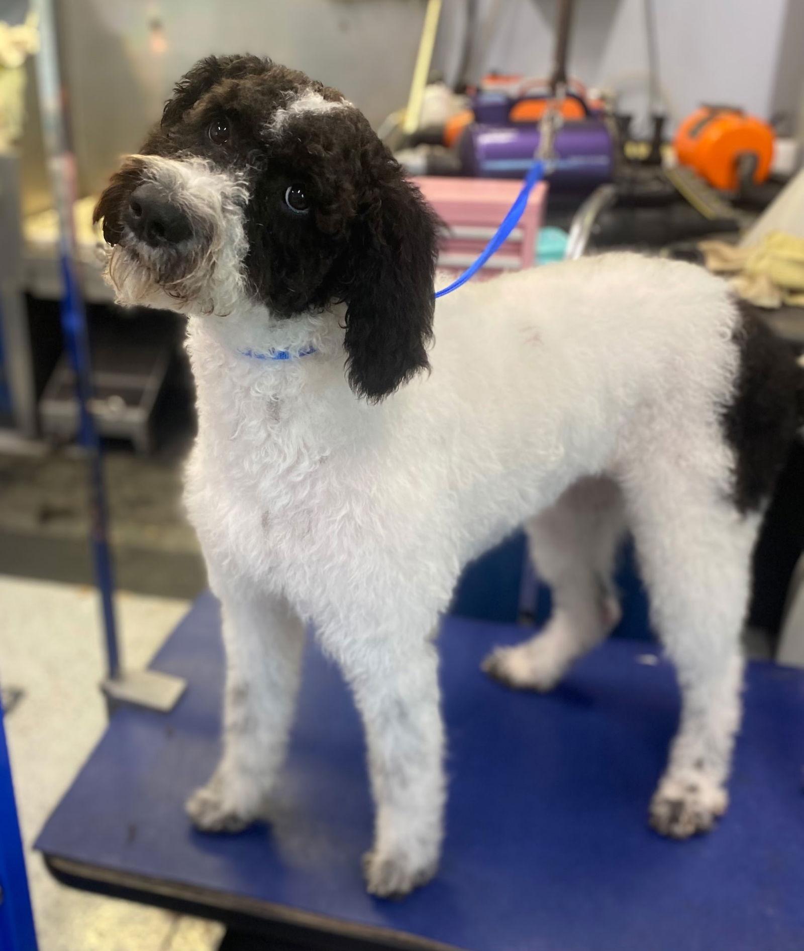 Meadow Morrow, Adopted, Young Female Standard Poodle.