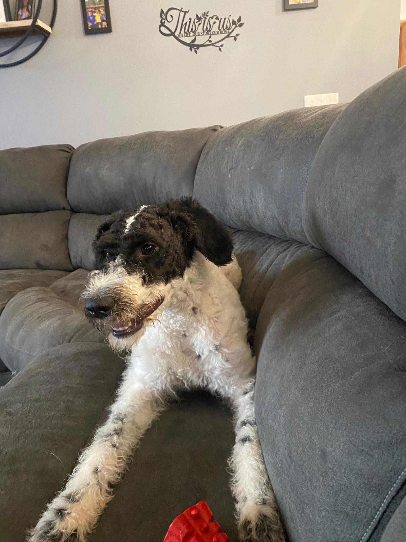 Enlarge Meadow Morrow, a Adopted Standard Poodle in Pataskala, OH image 2/3