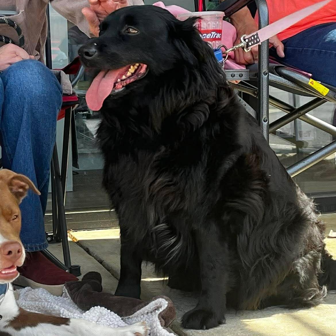 Enlarge Raven - Black Beauty!, a ADOPTABLE mixed breed in Buford, GA image 5/5