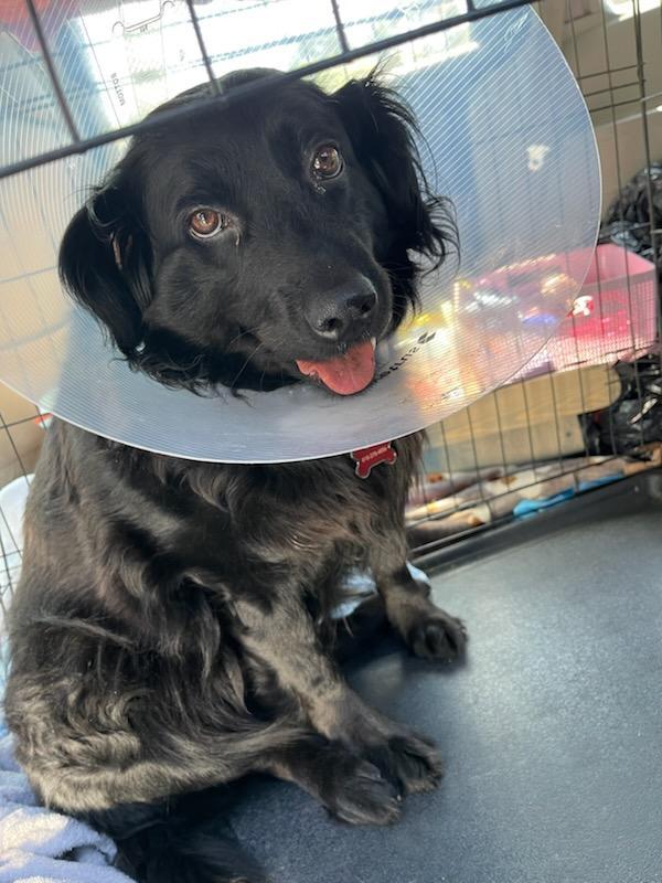 Enlarge Raven - Black Beauty!, a ADOPTABLE mixed breed in Buford, GA image 2/5