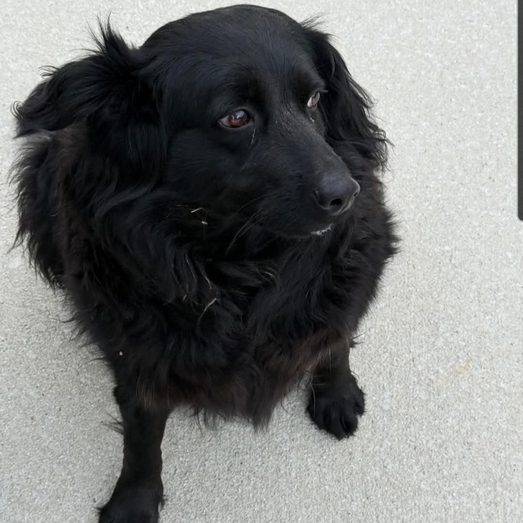 Enlarge Raven - Black Beauty!, a ADOPTABLE mixed breed in Buford, GA image 4/5