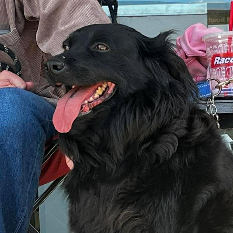 Enlarge Raven - Black Beauty!, a ADOPTABLE mixed breed in Buford, GA image 3/5