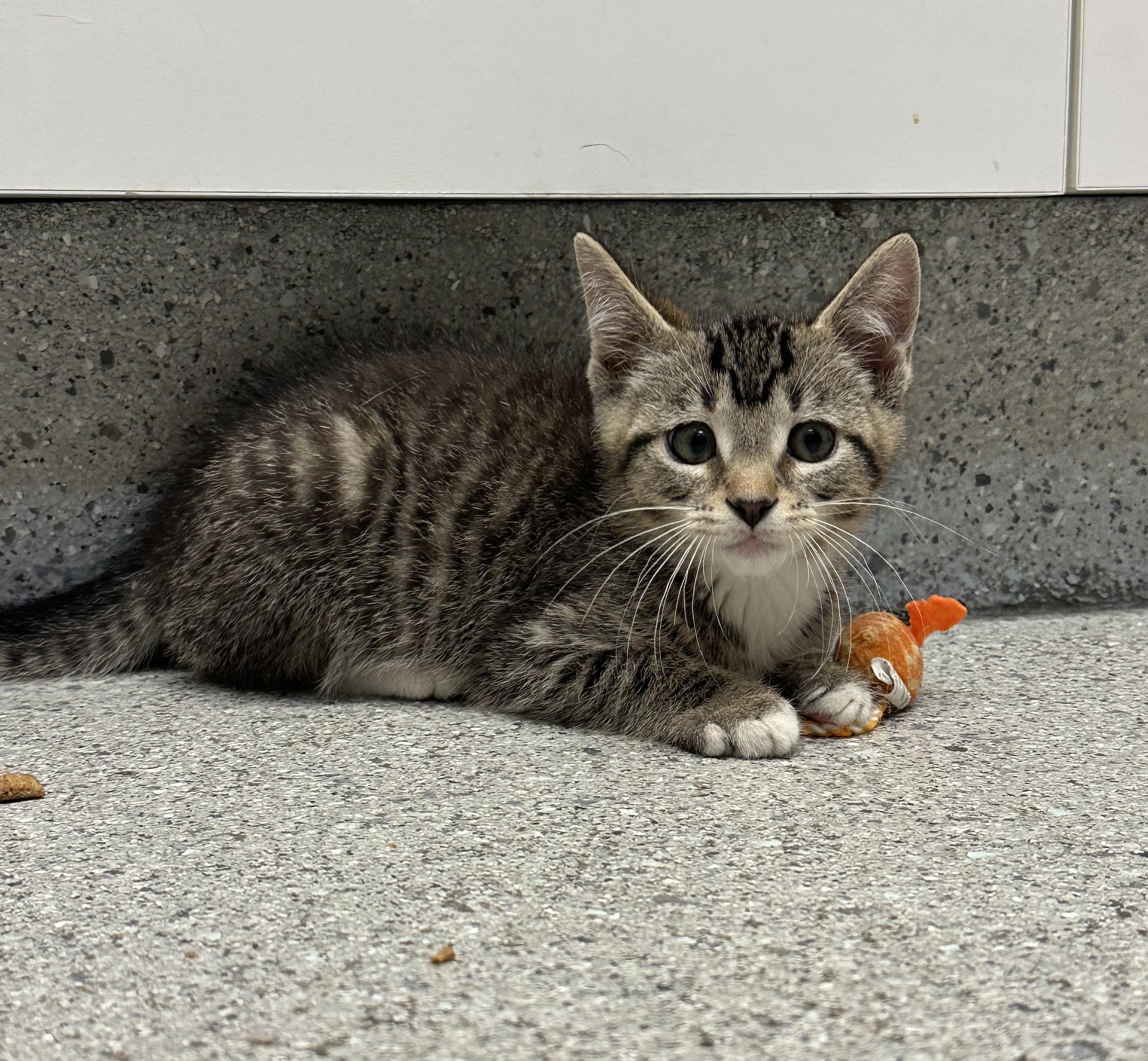 Merlin, Adopted, Young Male Domestic Short Hair.
