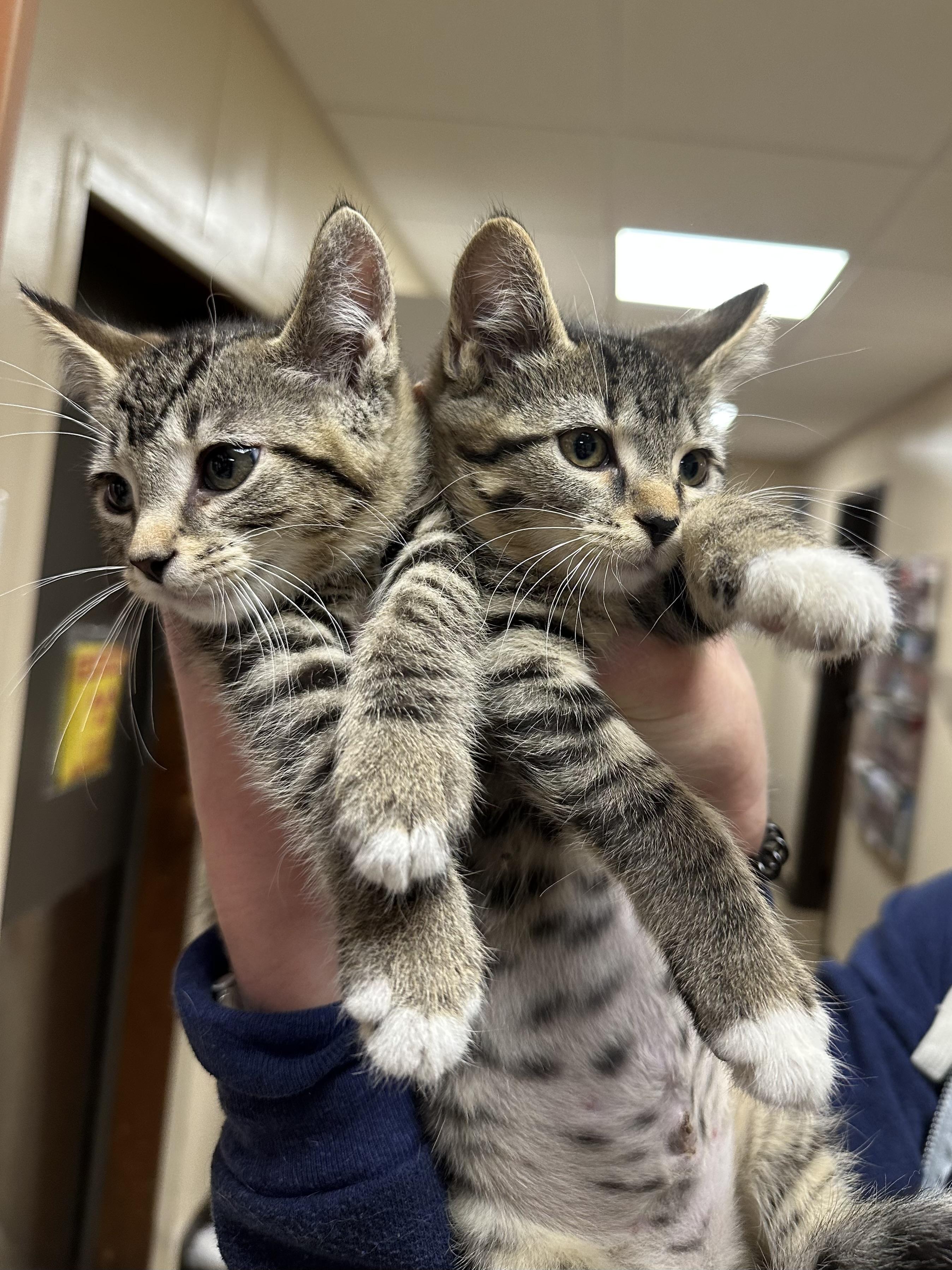 Enlarge Merlin, a Adopted Domestic Short Hair in Grand Rapids, MI image 4/6