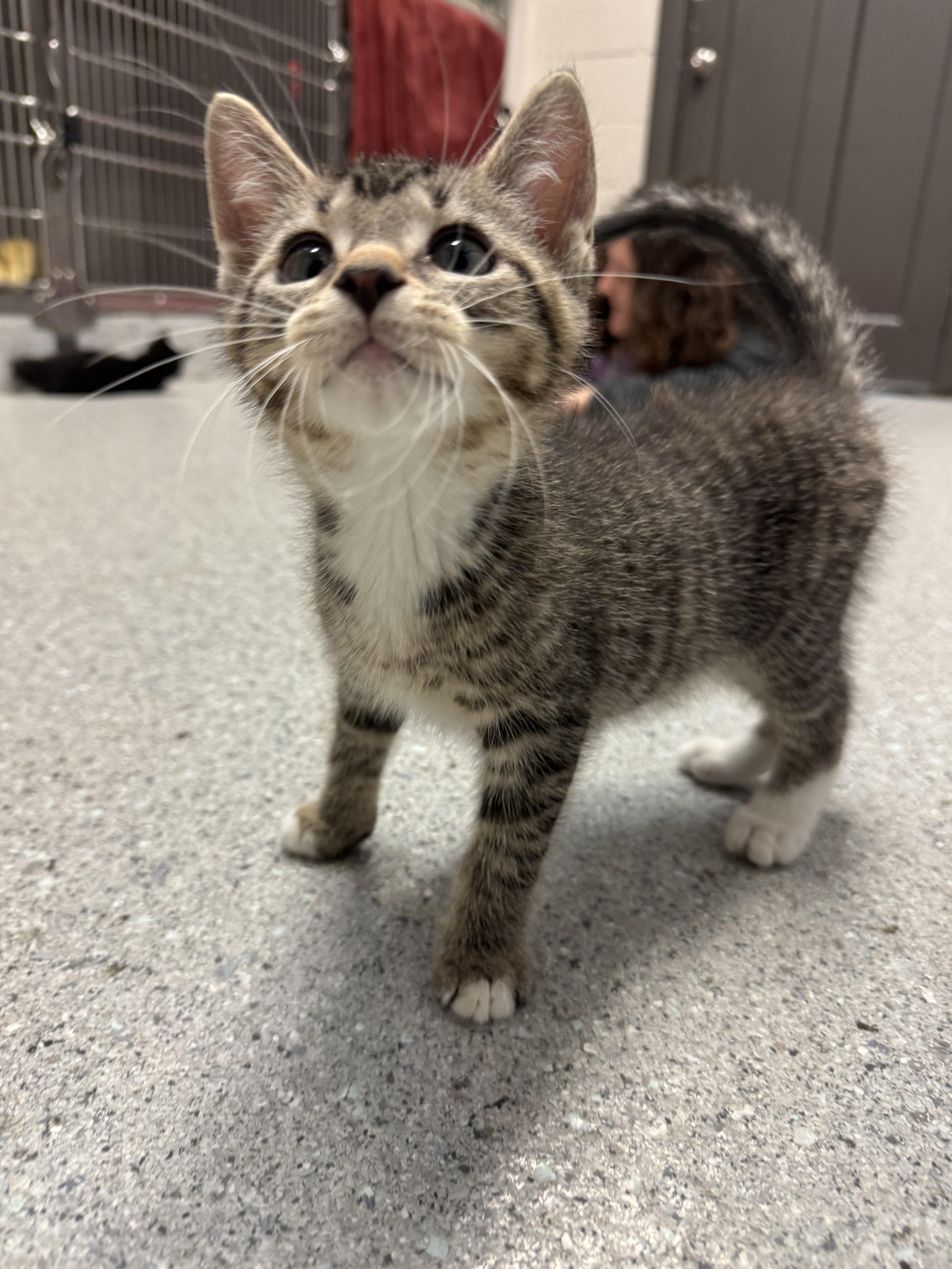 Enlarge Merlin, a Adopted Domestic Short Hair in Grand Rapids, MI image 6/6