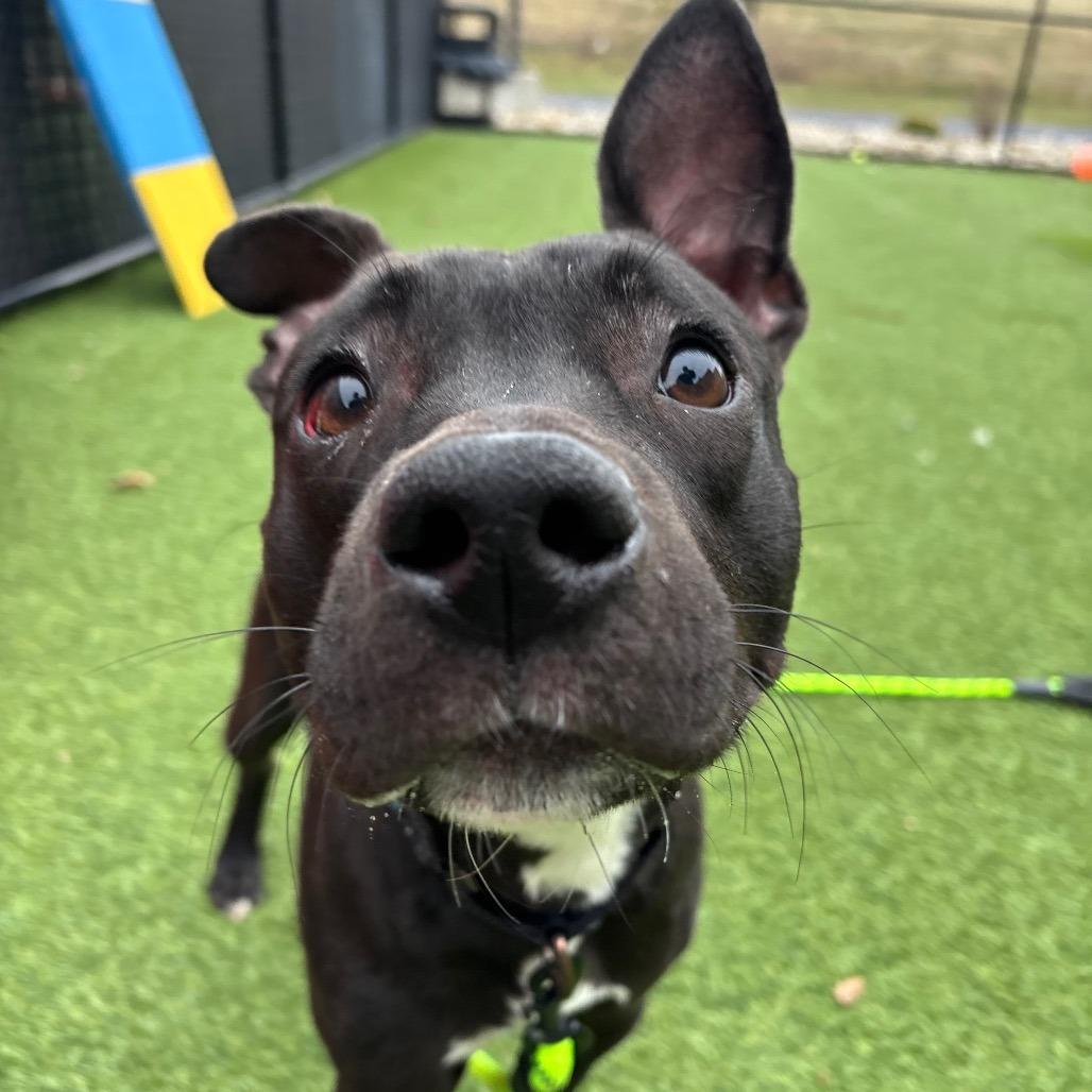 Enlarge Chloe, a Adoptable Mixed Breed in Washington Township, OH image 1/5