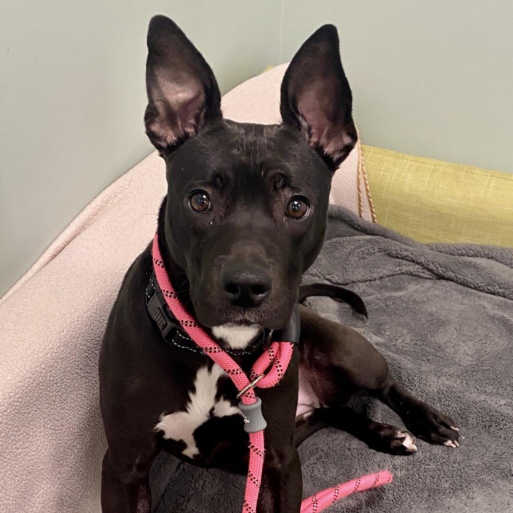 Enlarge Chloe, a Adoptable Mixed Breed in Washington Township, OH image 2/5