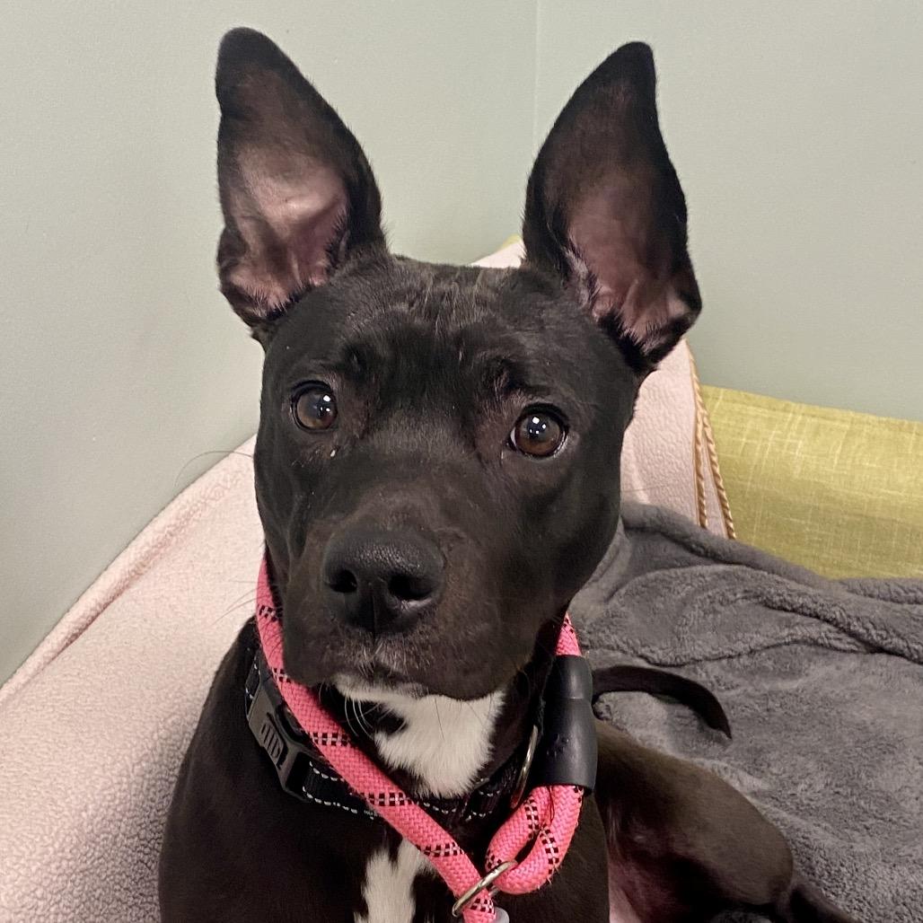 Enlarge Chloe, a Adoptable Mixed Breed in Washington Township, OH image 3/5