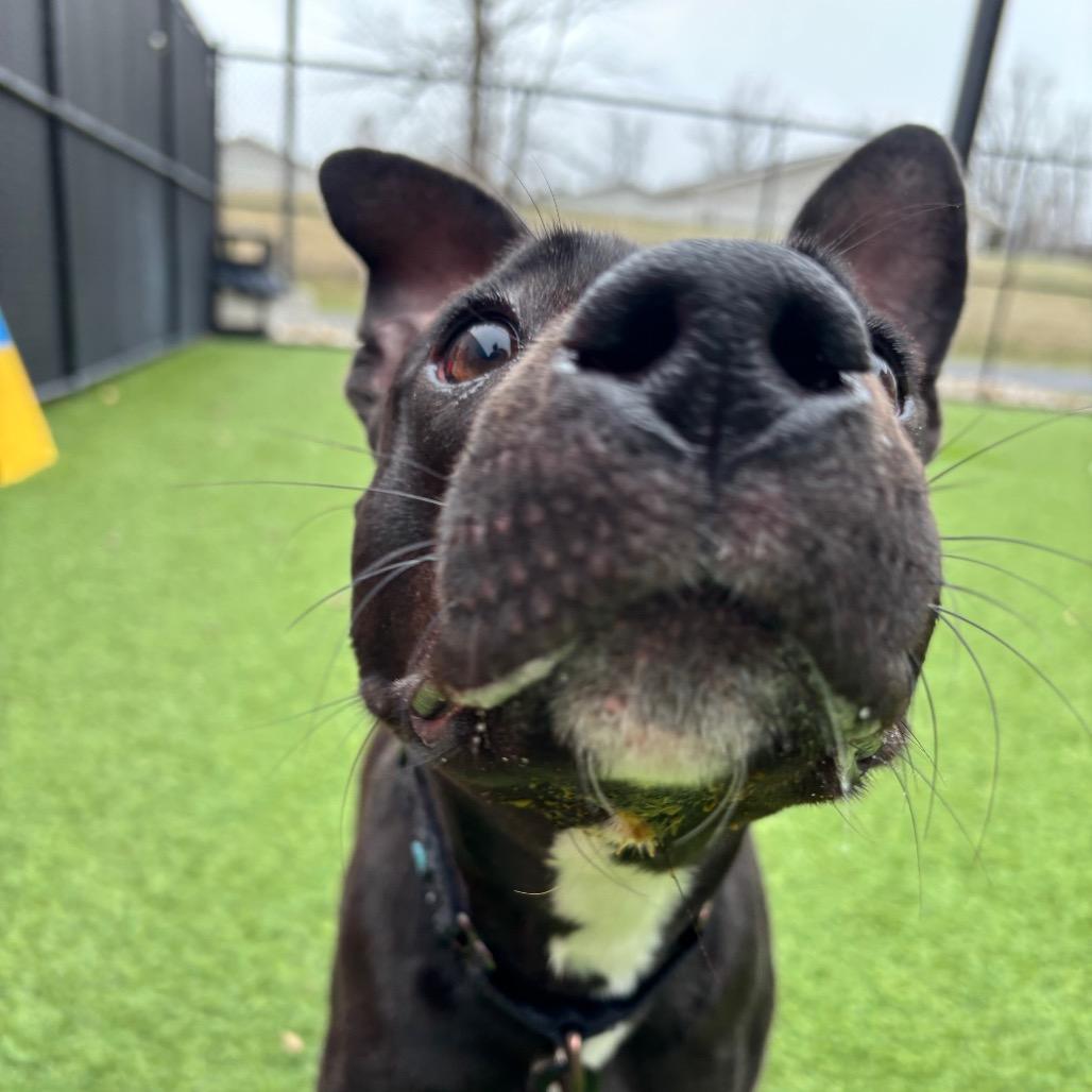 Enlarge Chloe, a Adoptable Mixed Breed in Washington Township, OH image 4/5