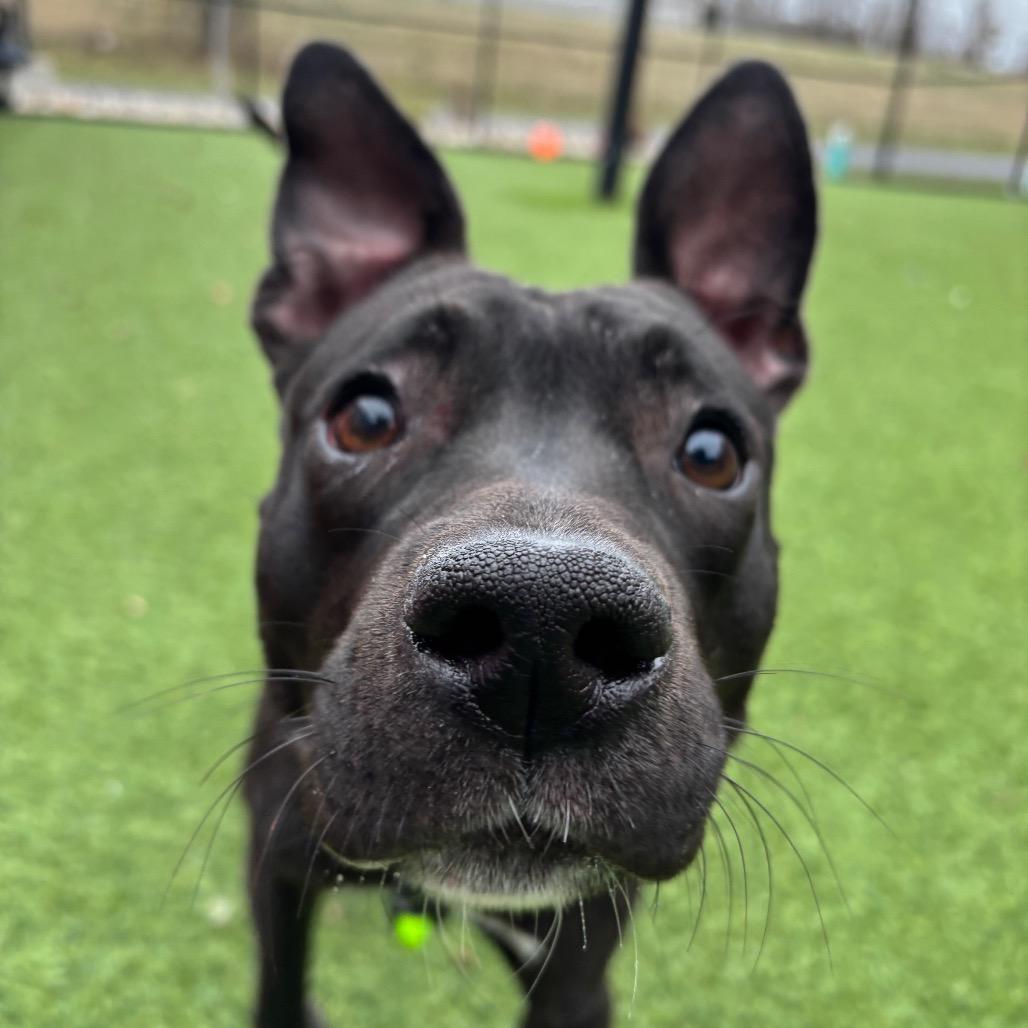 Enlarge Chloe, a Adoptable Mixed Breed in Washington Township, OH image 5/5