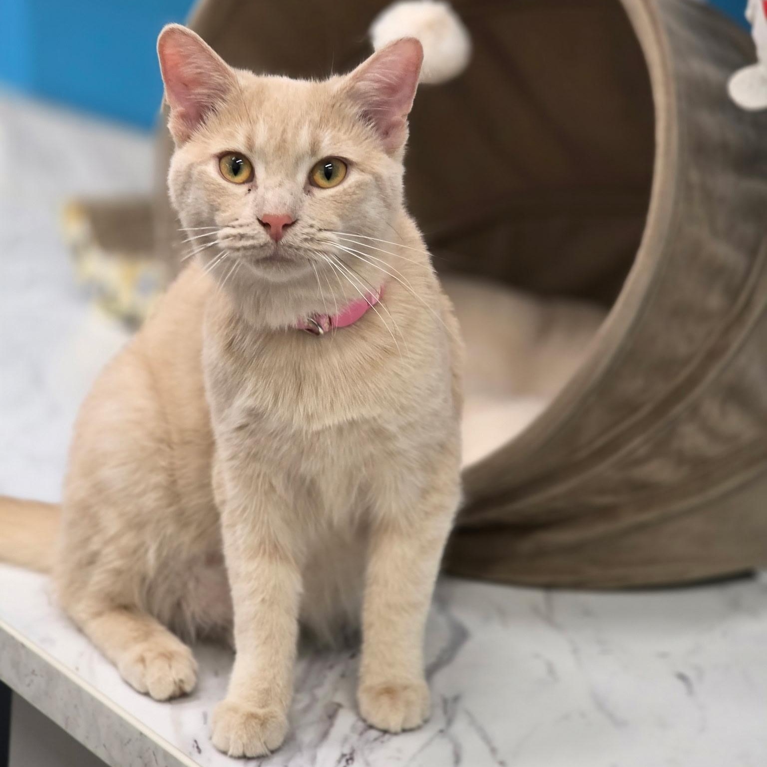 Enlarge Blossom and Rosie, a ADOPTABLE Domestic Short Hair in Lewis Center, OH image 3/5