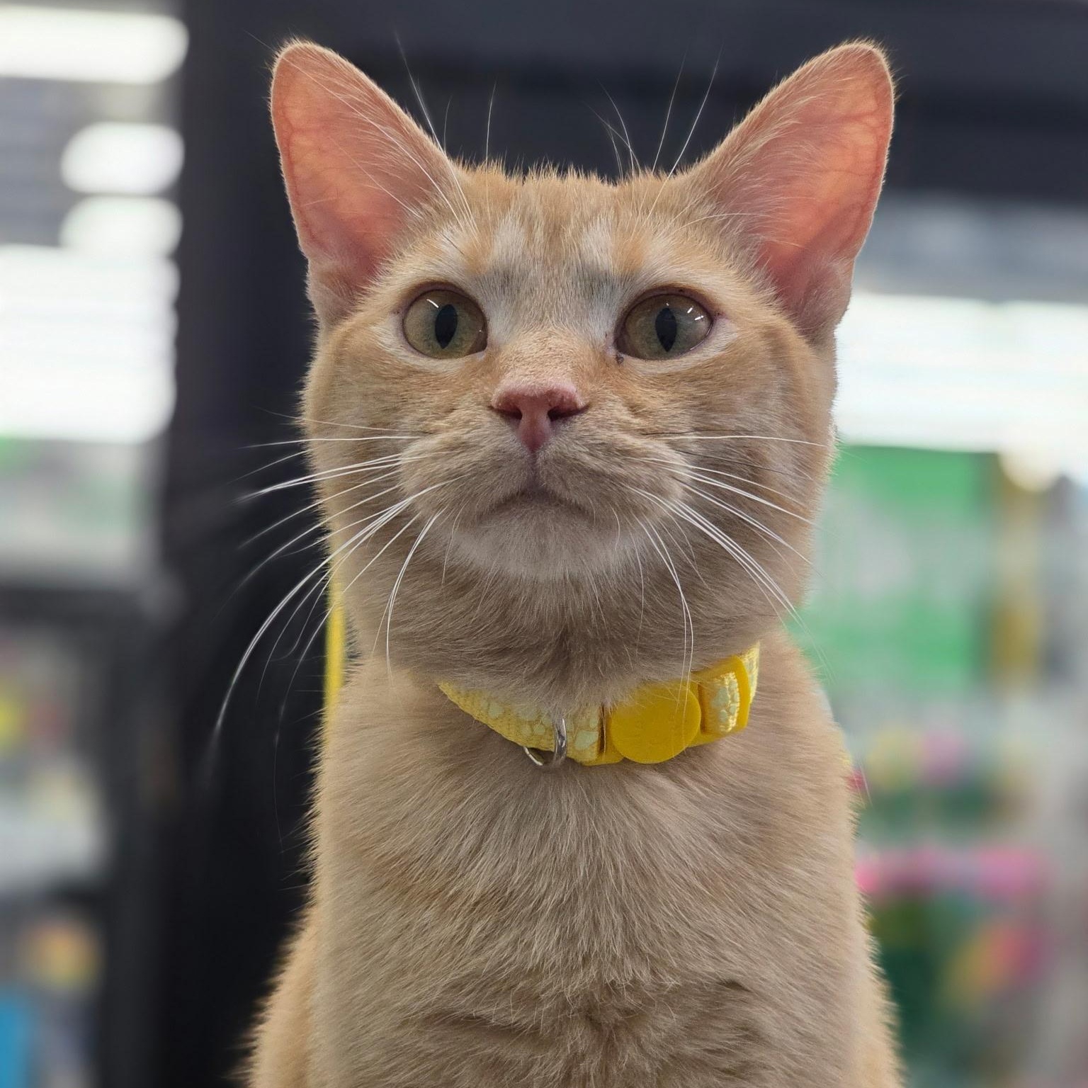 Enlarge Blossom and Rosie, a ADOPTABLE Domestic Short Hair in Lewis Center, OH image 2/5