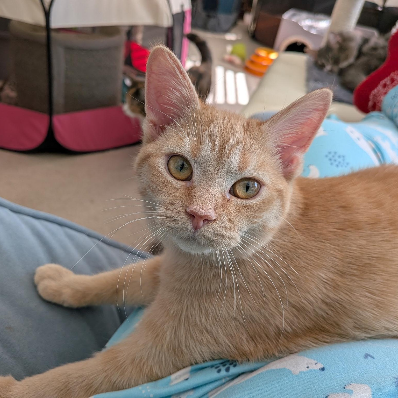 Enlarge Blossom and Rosie, a ADOPTABLE Domestic Short Hair in Lewis Center, OH image 5/5