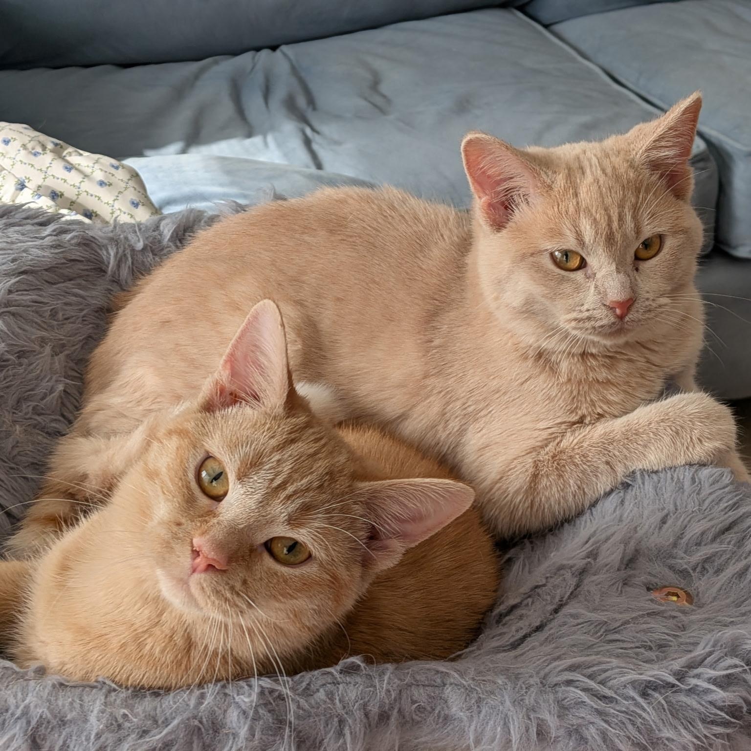Blossom and Rosie, ADOPTABLE, Young Female Domestic Short Hair.