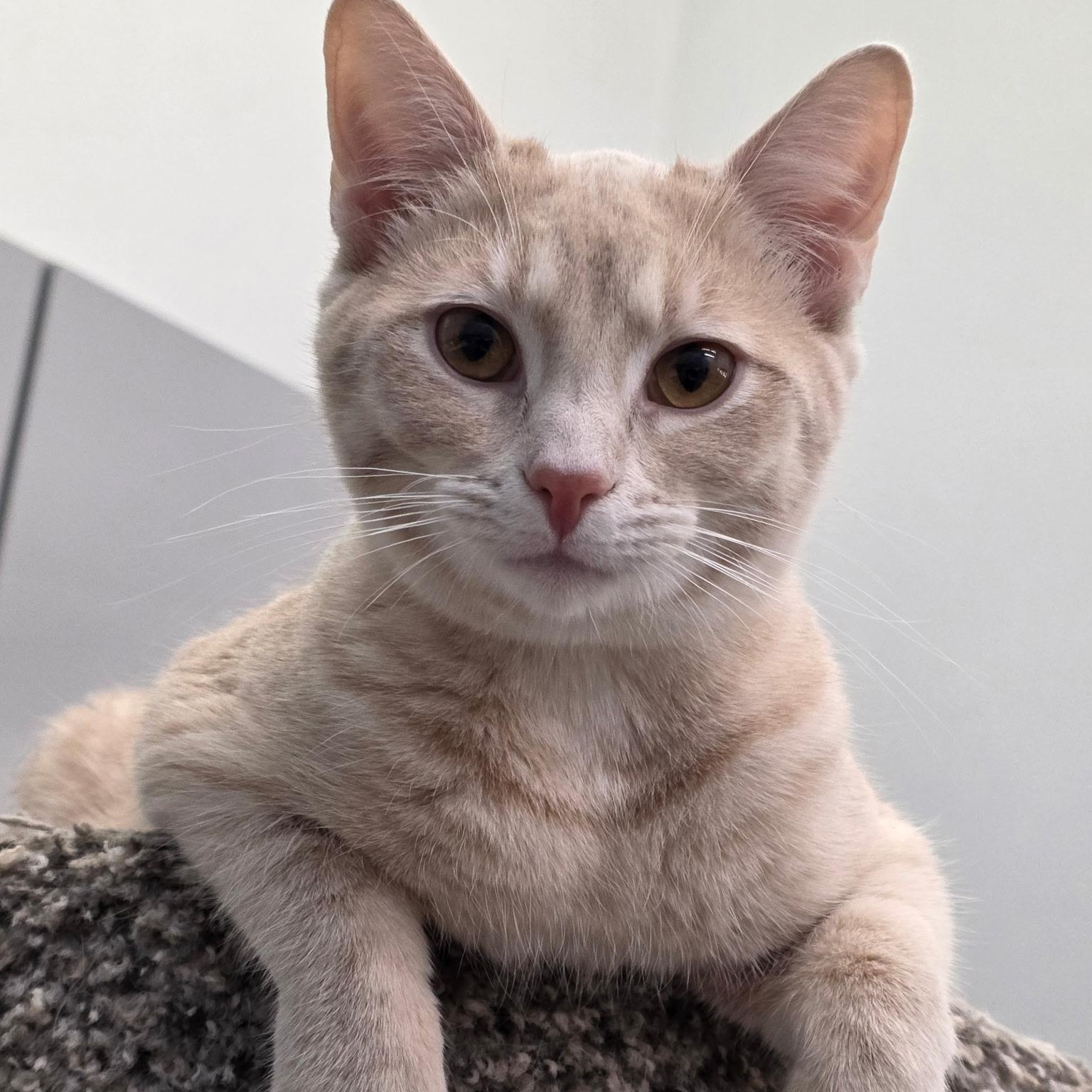 Enlarge Blossom and Rosie, a ADOPTABLE Domestic Short Hair in Lewis Center, OH image 4/5