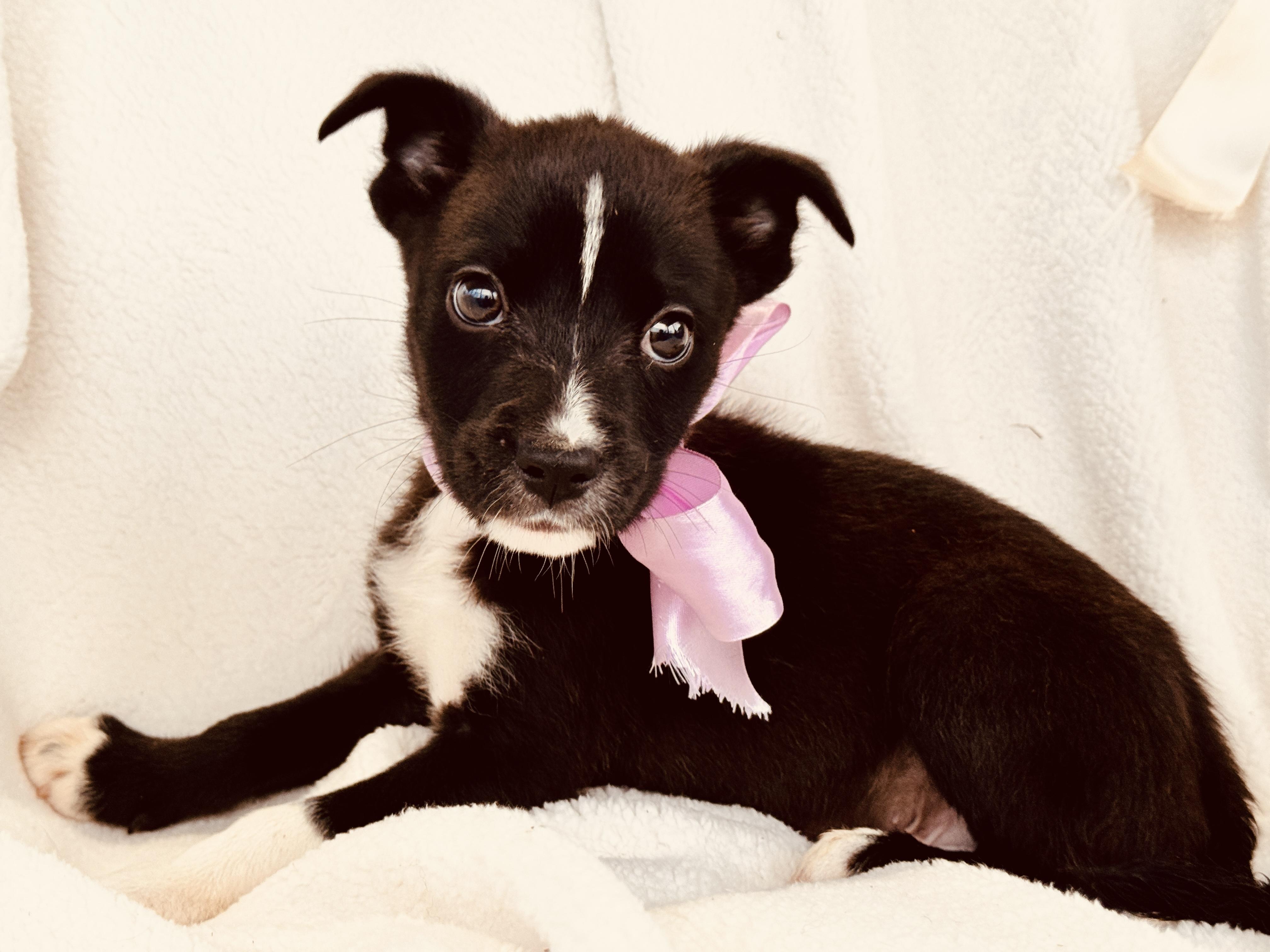 Enlarge RUNT, a ADOPTABLE mixed breed in Nahunta, GA image 2/5