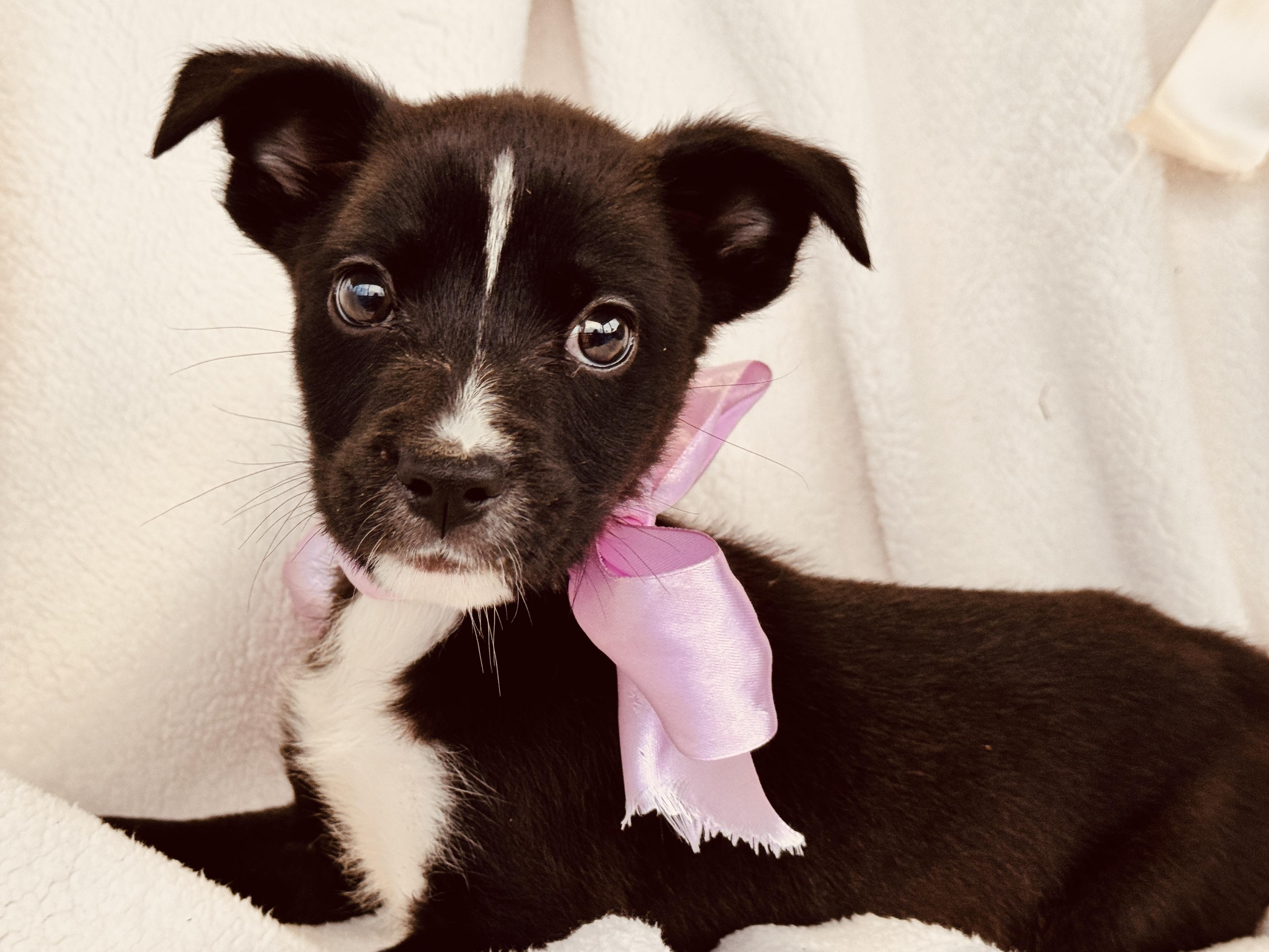 Enlarge RUNT, a ADOPTABLE mixed breed in Nahunta, GA image 4/5