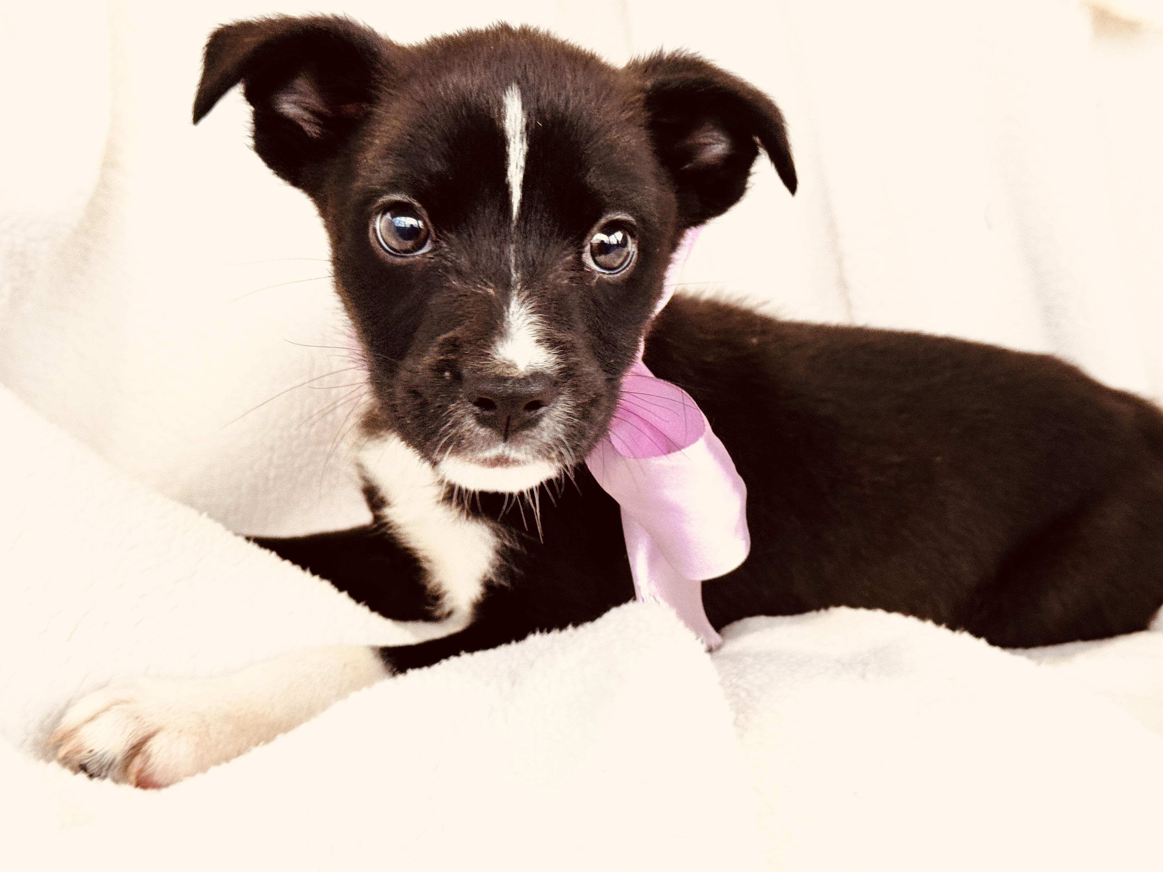 Enlarge RUNT, a ADOPTABLE mixed breed in Nahunta, GA image 1/5