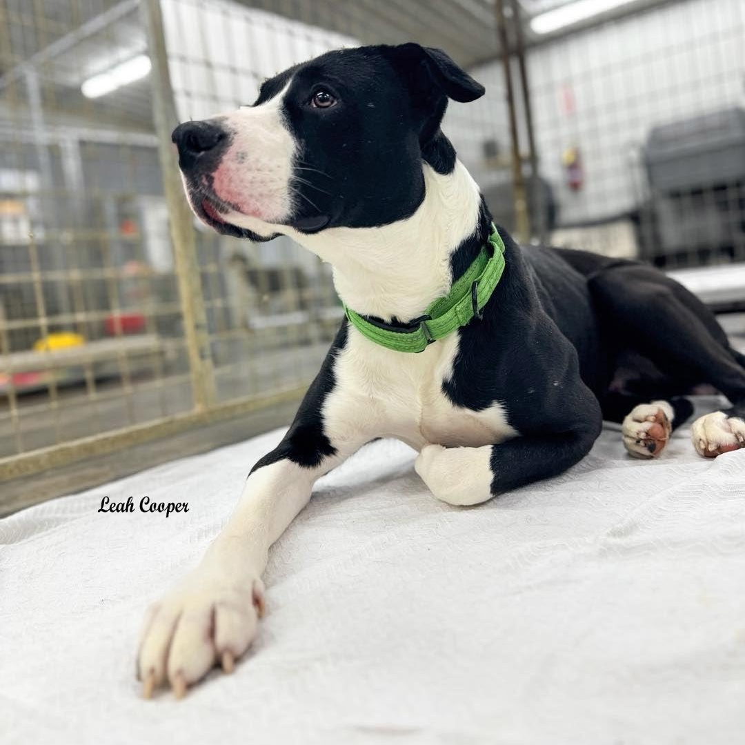 Enlarge Benny, a Adoptable mixed breed in Henderson, KY image 2/2