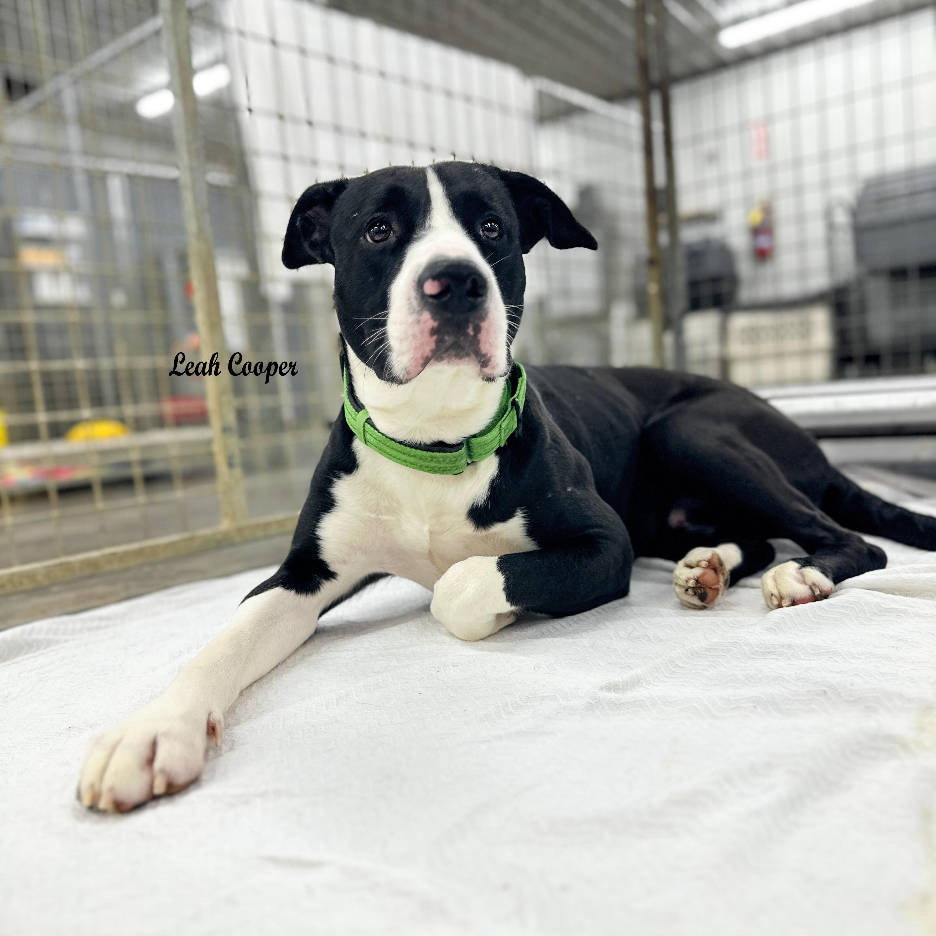 Enlarge Benny, a Adoptable mixed breed in Henderson, KY image 1/2