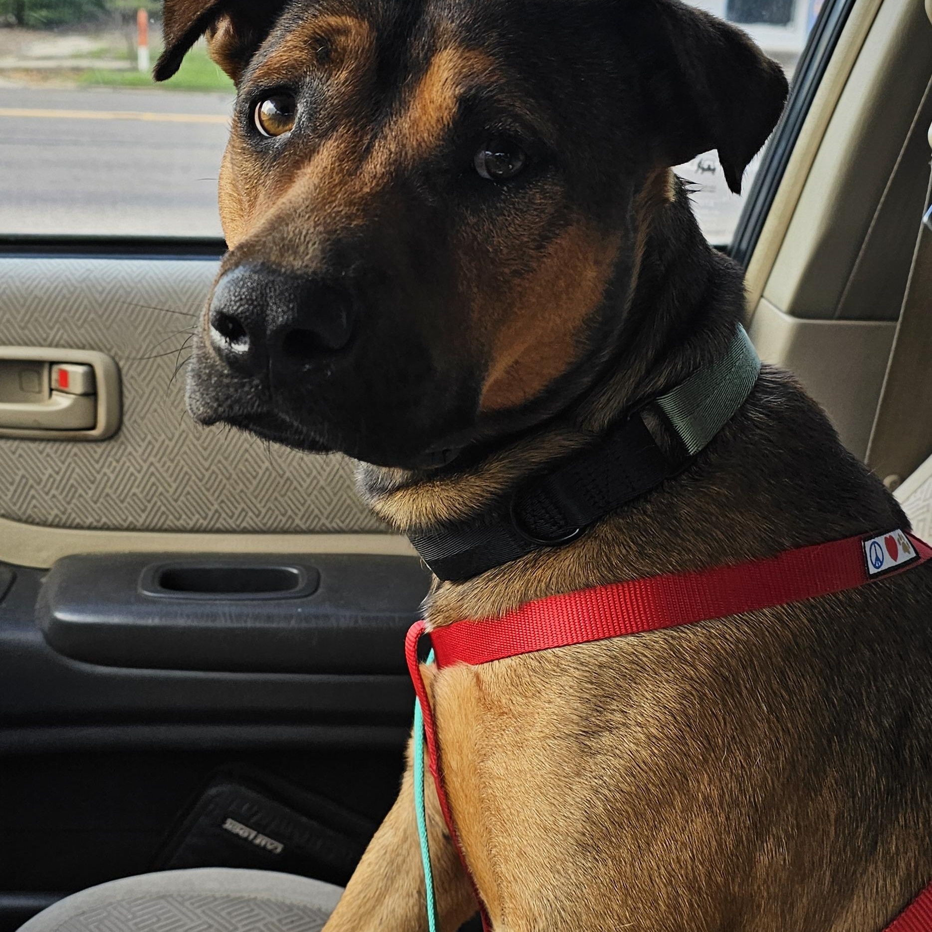 Chill Bill, a Adoptable Pit Bull Terrier in New Haven, CT image 1/4