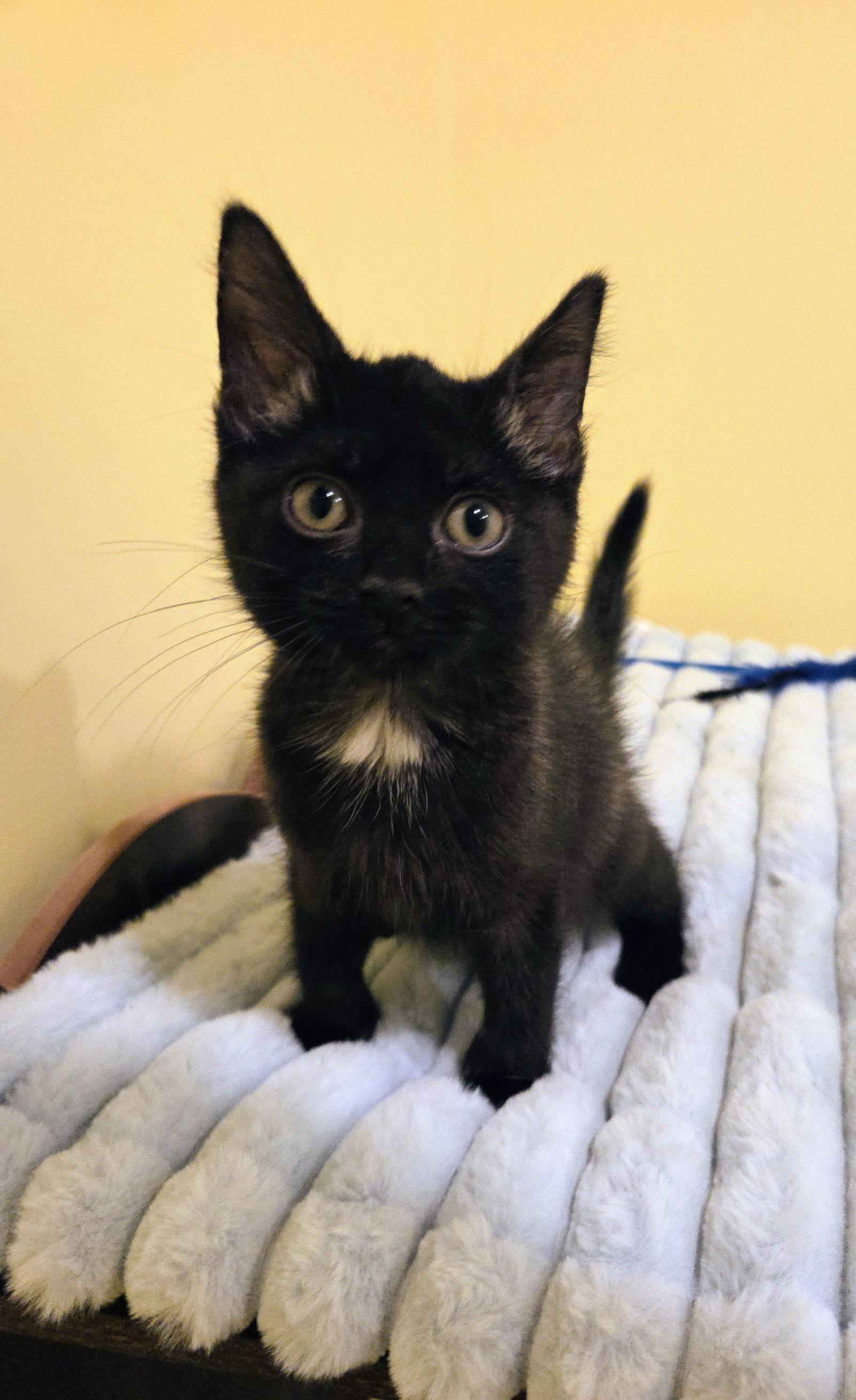 Blaze Kitten, Adoptable, Kitten Male Domestic Short Hair.