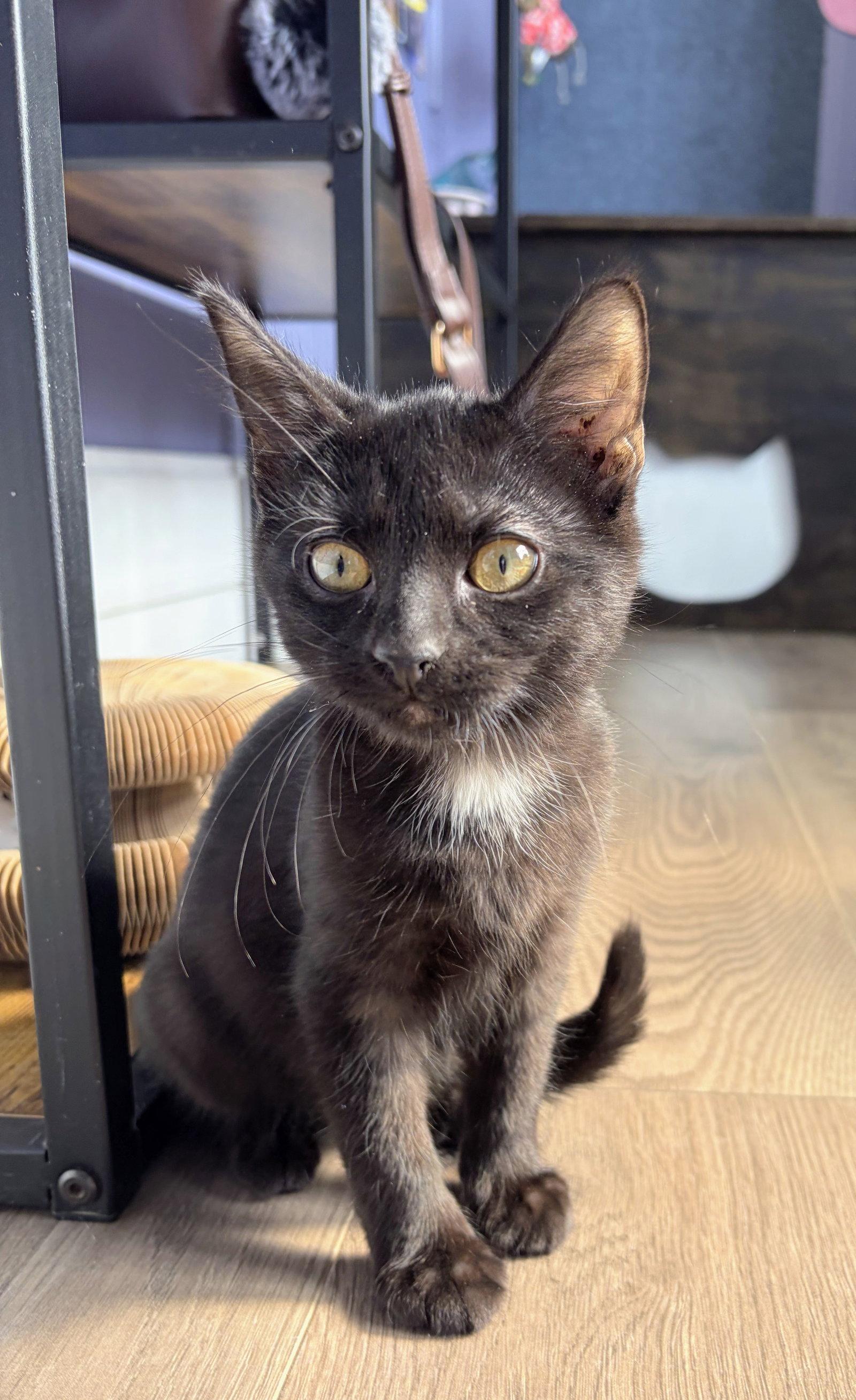 Blaze Kitten, a Adoptable Domestic Short Hair in Allentown, PA image 3/3