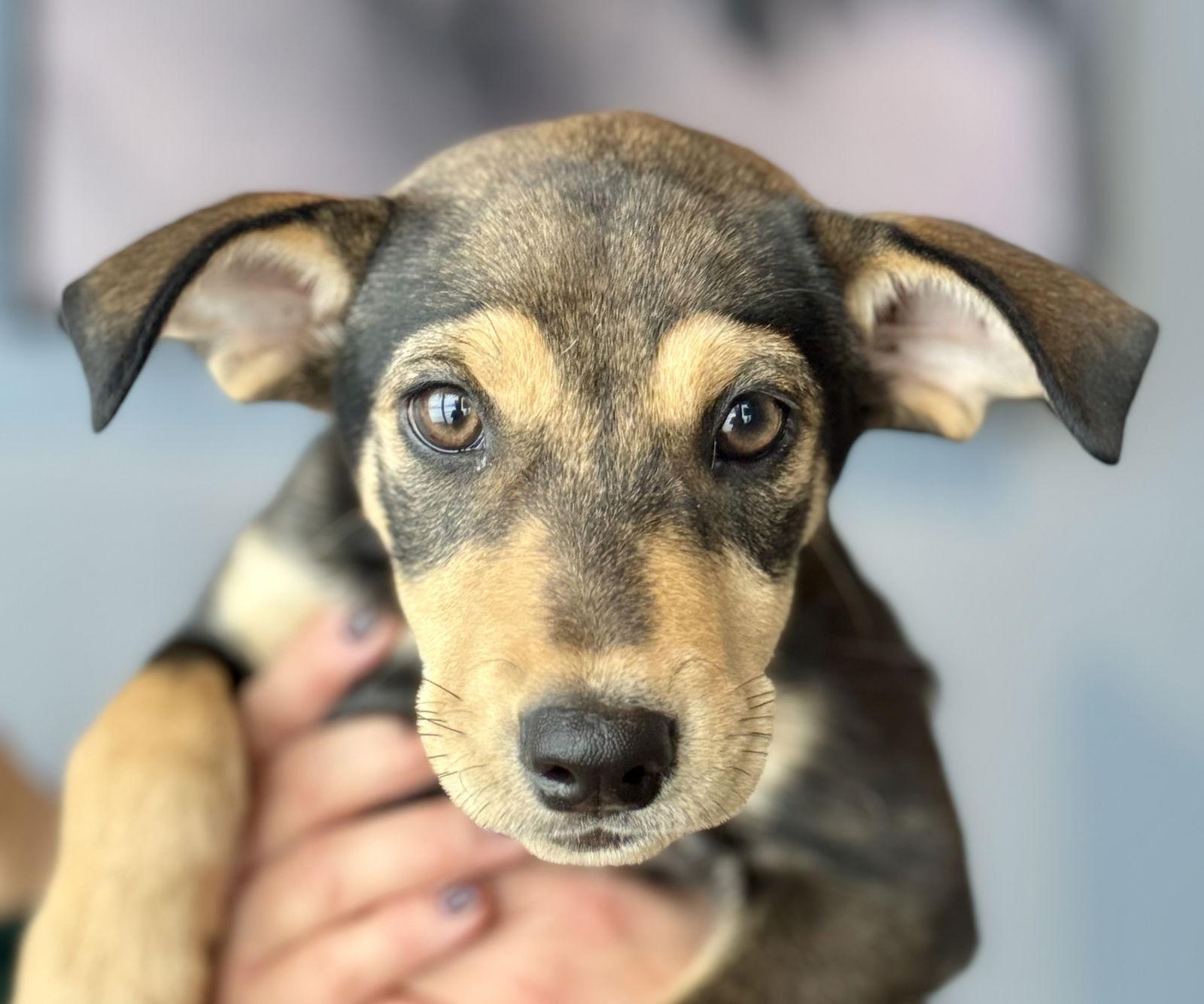 Giselle, Adopted, Puppy Female Shepherd.