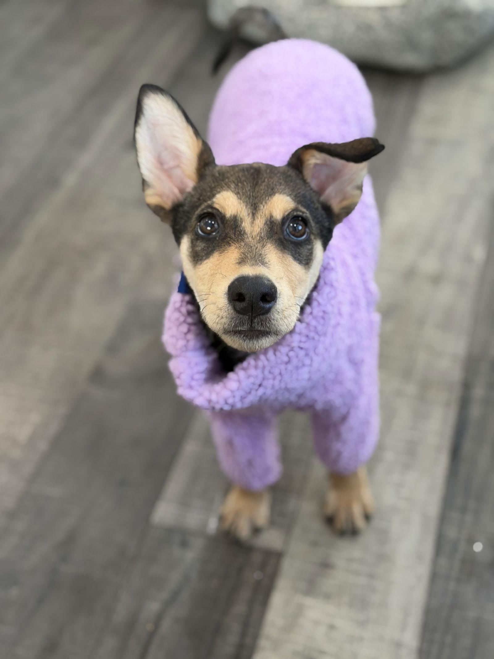 Giselle, a Adopted Shepherd in Lake Hopatcong, NJ image 2/3