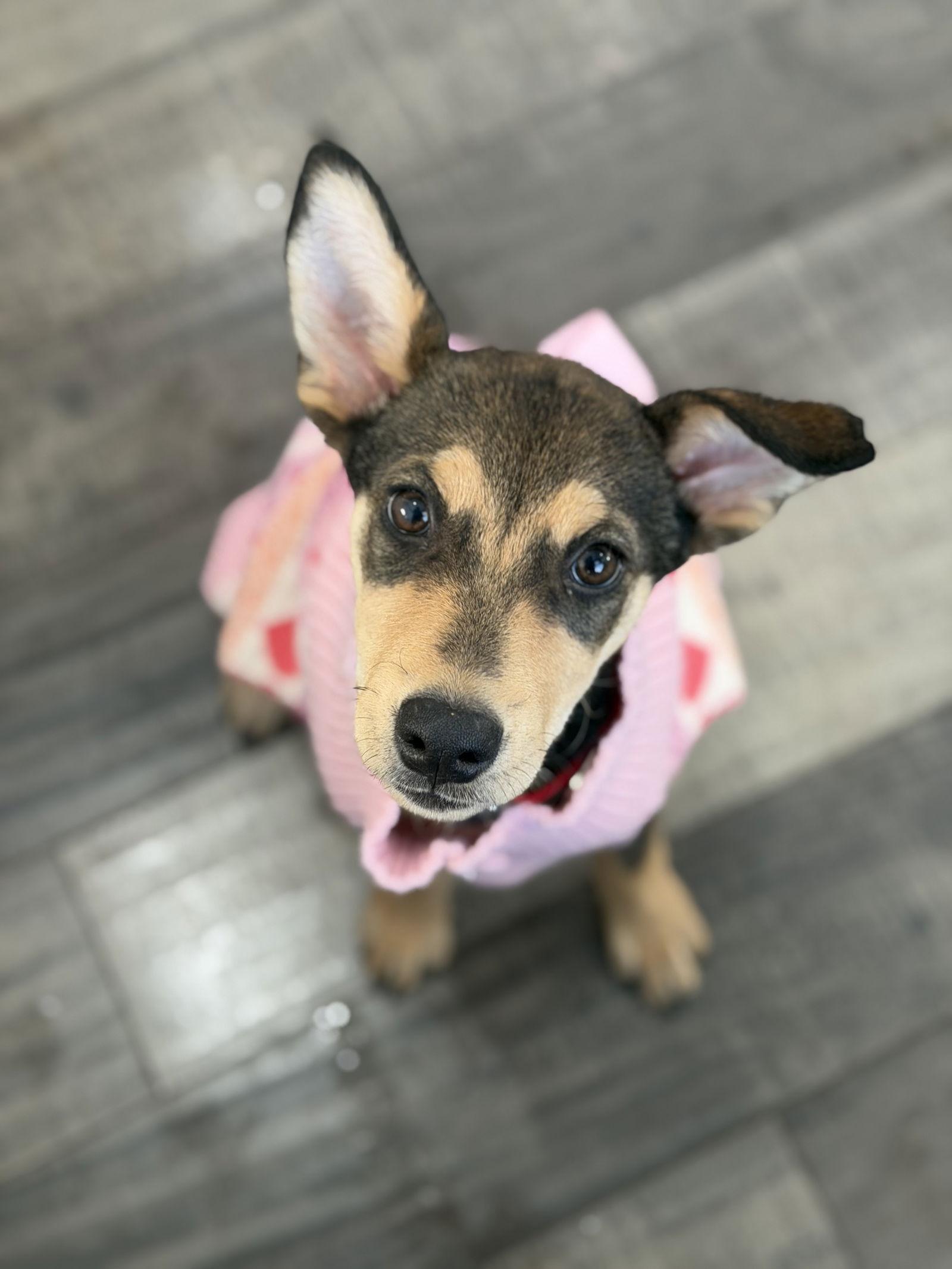 Giselle, a Adopted Shepherd in Lake Hopatcong, NJ image 3/3