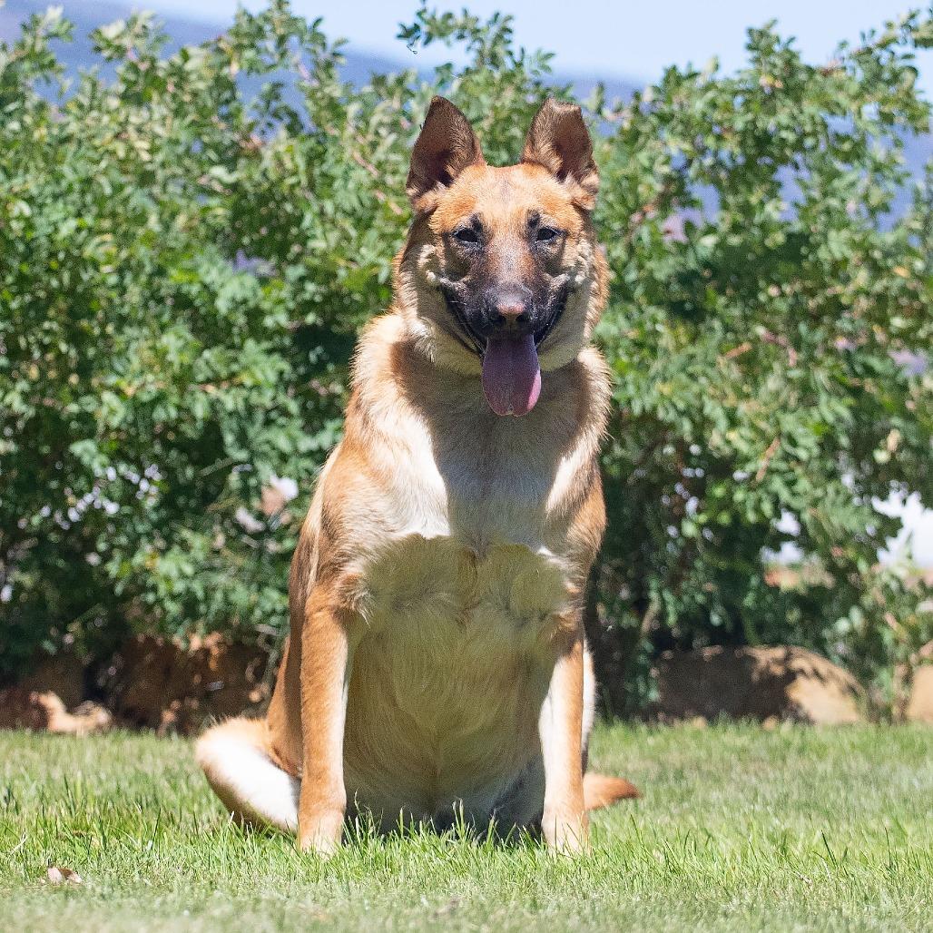 Enlarge Honey, a Adoptable mixed breed in Washoe Valley, NV image 1/5