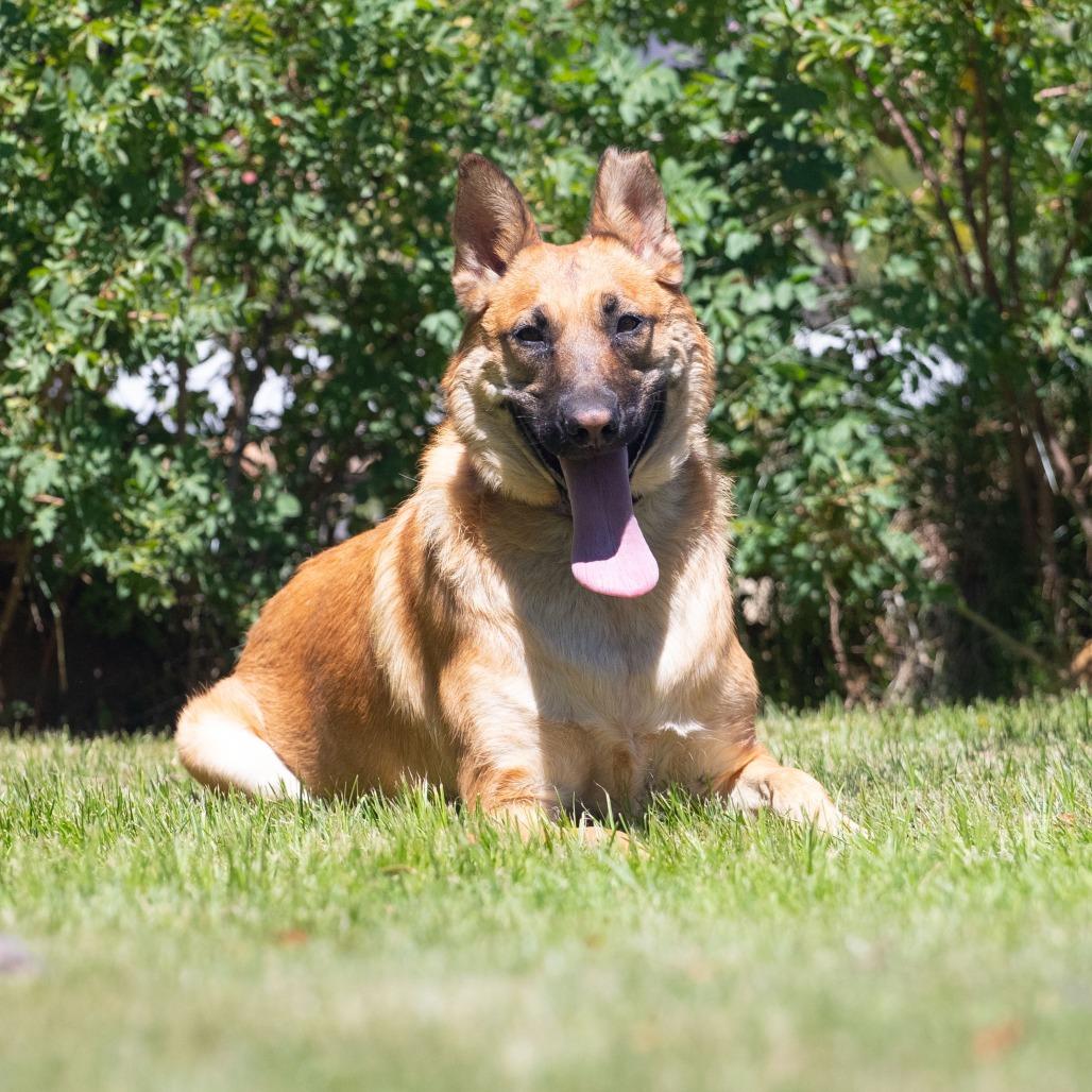 Enlarge Honey, a Adoptable mixed breed in Washoe Valley, NV image 2/5