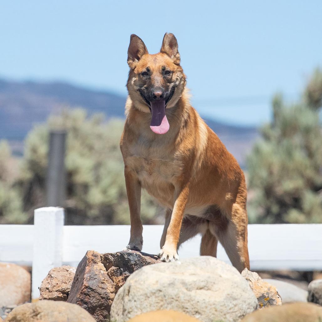 Enlarge Honey, a Adoptable mixed breed in Washoe Valley, NV image 3/5